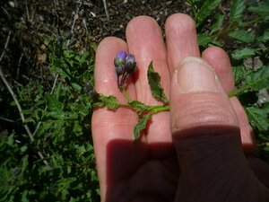 Solanum umbelliferum Bud